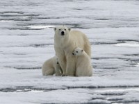 IMG 1310c  female with first year cubs