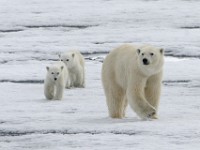 IMG 1314c  female with first year cubs