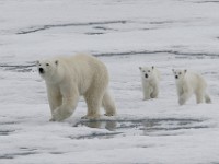 IMG 1319c  female with first year cubs