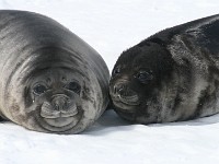 IMG 1154c  Southern Elephant Seal (Mirounga leonina) - weaned pups