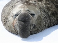 IMG 1236c  Southern Elephant Seal (Mirounga leonina) - male