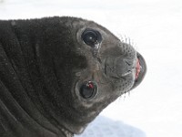 IMG 1243c  Southern Elephant Seal (Mirounga leonina) - pup