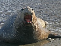 IMG 1569c  Southern Elephant Seal (Mirounga leonina) - male