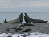 IMG 1635c  Southern Elephant Seal (Mirounga leonina) - fighting males