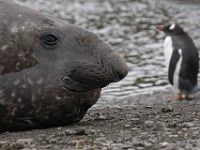 IMG 2378c  Southern Elephant Seal (Mirounga leonina) - male with Adele Penguin (Pygoscelis adeliae)