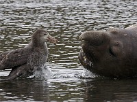 IMG 2399c  Southern Elephant Seal (Mirounga leonina) - male with Northern Giant Petrel (Macronectes halli)