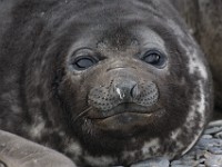 IMG 2895c  Southern Elephant Seal (Mirounga leonina) - pup