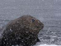 IMG 3087c  Southern Elephant Seal (Mirounga leonina) - immature male