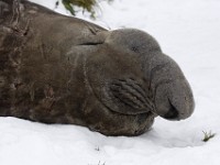 IMG 3100c  Southern Elephant Seal (Mirounga leonina) - male