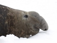 IMG 3107c  Southern Elephant Seal (Mirounga leonina) - male