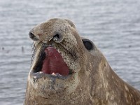 IMG 3180c  Southern Elephant Seal (Mirounga leonina) - male