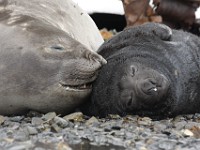 IMG 3200c  Southern Elephant Seal (Mirounga leonina) - female with pup