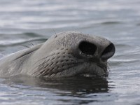 IMG 3207c  Southern Elephant Seal (Mirounga leonina) - male