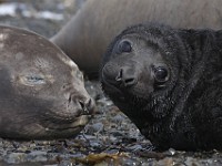 IMG 3232c  Southern Elephant Seal (Mirounga leonina) - female with pup