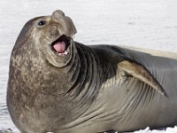 IMG 3375c  Southern Elephant Seal (Mirounga leonina) - male