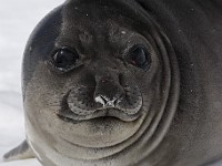 IMG 3414c  Southern Elephant Seal (Mirounga leonina) - pup