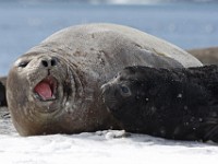 IMG 3416c  Southern Elephant Seal (Mirounga leonina) - female with pup