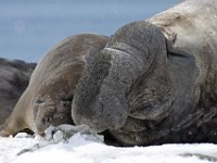 IMG 3417c  Southern Elephant Seal (Mirounga leonina) - male with female