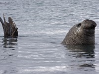 IMG 3461c  Southern Elephant Seal (Mirounga leonina) - male