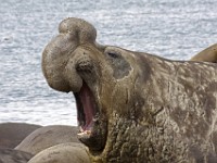 IMG 3465c  Southern Elephant Seal (Mirounga leonina) - male