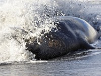 IMG 3622c  Southern Elephant Seal (Mirounga leonina) - male