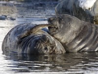 IMG 3634c  Southern Elephant Seal (Mirounga leonina) - weaned pups