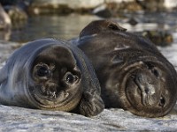 IMG 3638c  Southern Elephant Seal (Mirounga leonina) - weaned pups