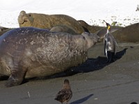 IMG 3646c  Southern Elephant Seal (Mirounga leonina) - male with King Penguin (Aptenodytes patagonicus) and Subantarctic Skua (Skua antarctica)