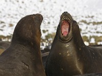 IMG 3695c  Southern Elephant Seal (Mirounga leonina) - females