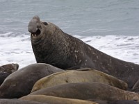 IMG 3869c  Southern Elephant Seal (Mirounga leonina) - male with females