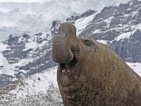 IMG 3928c  Southern Elephant Seal (Mirounga leonina) - male