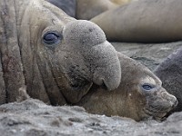 IMG 3932c  Southern Elephant Seal (Mirounga leonina) - male with female