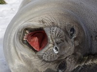 IMG 4173c  Southern Elephant Seal (Mirounga leonina) - pup