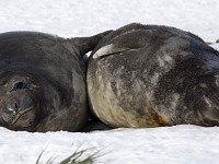 IMG 4174c  Southern Elephant Seal (Mirounga leonina) - weaned pups