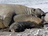 IMG 4222c  Southern Elephant Seal (Mirounga leonina) - male with female and pup