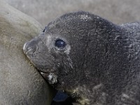 IMG 4283c  Southern Elephant Seal (Mirounga leonina) - nursing pup