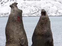 IMG 5082c  Southern Elephant Seal (Mirounga leonina) - fighting males