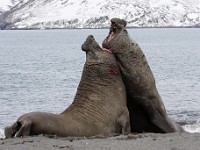 IMG 5084c  Southern Elephant Seal (Mirounga leonina) - fighting males