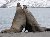 IMG 5086c  Southern Elephant Seal (Mirounga leonina) - fighting males