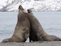 IMG 5087c  Southern Elephant Seal (Mirounga leonina) - fighting males