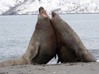 IMG 5088c  Southern Elephant Seal (Mirounga leonina) - fighting males