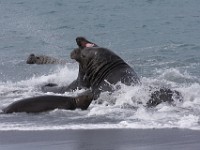 IMG 5173c  Southern Elephant Seal (Mirounga leonina) - fighting males