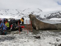 IMG 9711c  Southern Elephant Seal (Mirounga leonina) - male