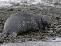 IMG 3993c  Weddell Seal (Leptonychotes weddellii) - pup