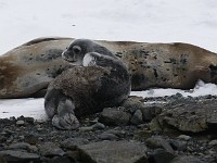 IMG 4022c  Weddell Seal (Leptonychotes weddellii) - adult female with pup