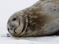 IMG 4041c  Weddell Seal (Leptonychotes weddellii) - adult female