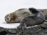 IMG 4043c  Weddell Seal (Leptonychotes weddellii) - adult female with pup