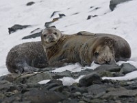 IMG 4057c  Weddell Seal (Leptonychotes weddellii) - adult female with pup