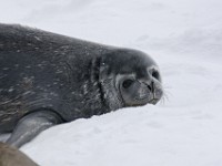 IMG 4065c  Weddell Seal (Leptonychotes weddellii) - pup