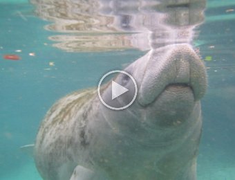 Manatee Videos